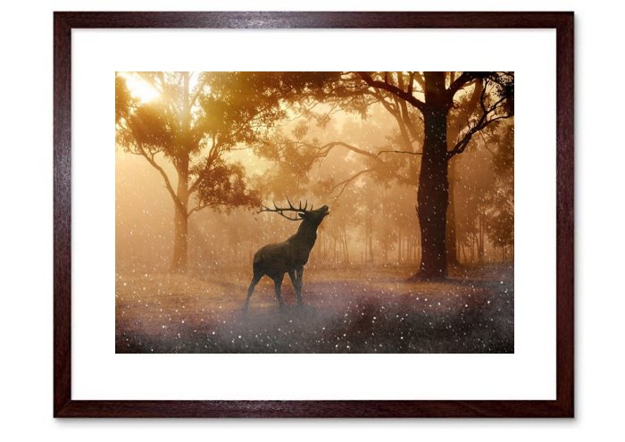 Wild Antler Hirsch Wild Antler Nature Forest Wild Animals